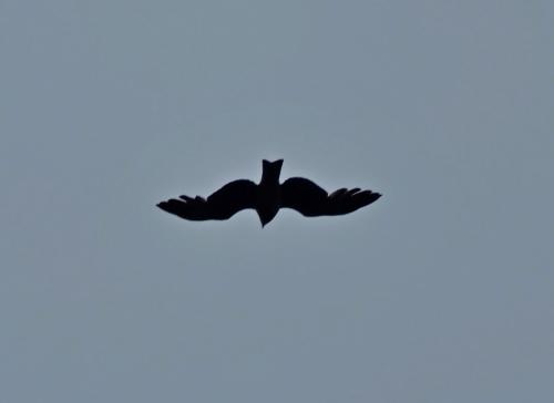 Formosan Black-eared Kite