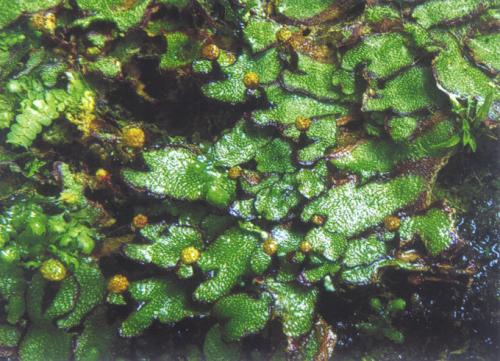 單紋花萼蘚