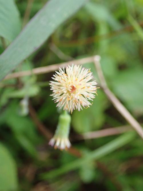 粉黃纓絨花