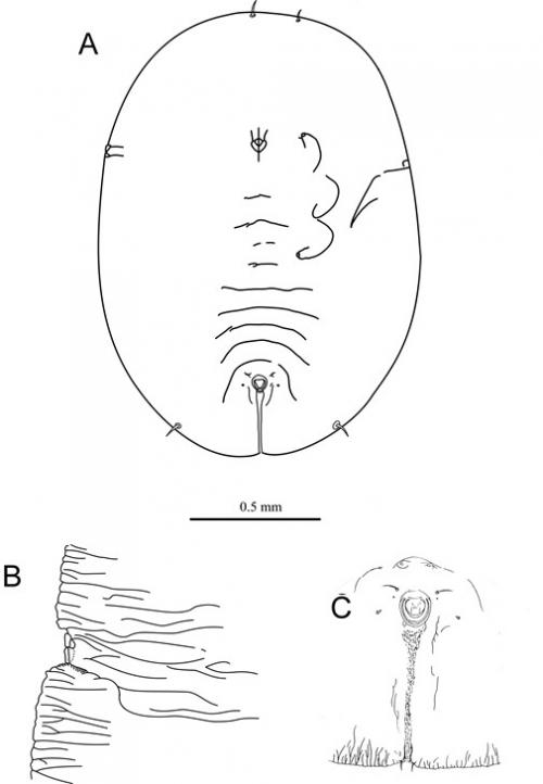Massilieurodes monticola  (Takahashi, 1934)  深山粉蝨