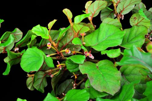 Begonia letestui J.J.de Wilde