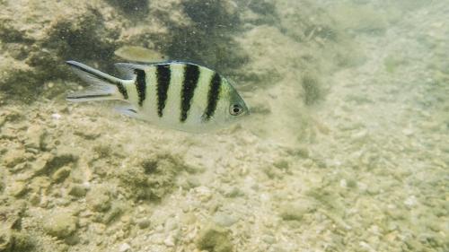 六帶豆娘魚 (石剎/石剎婆)