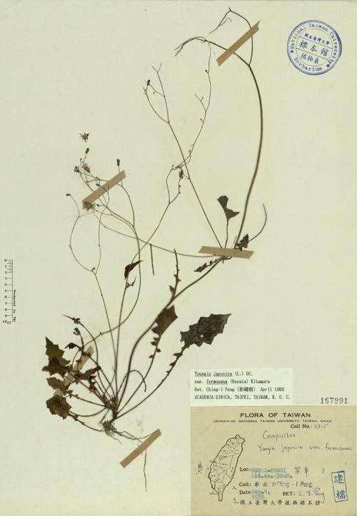 Yaungia japonica var. formosana_標本_BRCM 3978