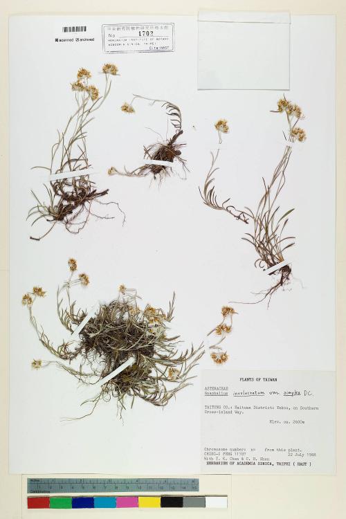 Gnaphalium involucratum Forst. var. simplex DC._標本_BRCM 5594