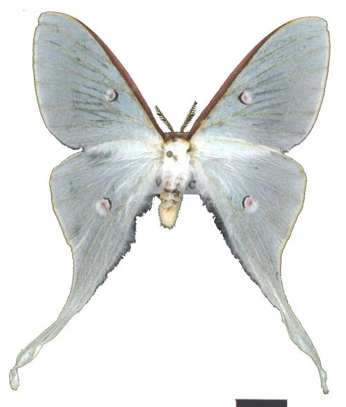 Actias neidhoederi Ong & Yu