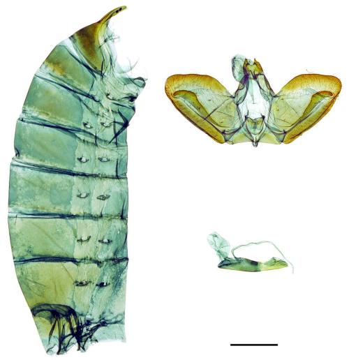 Papilio paris nakaharai Shirôzu, 1960 琉璃翠鳳蝶