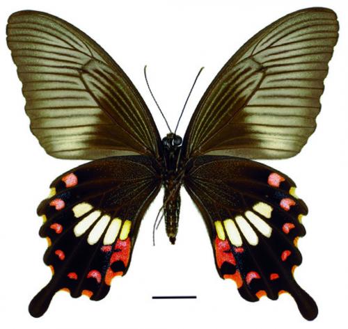 Papilio polytes polytes Linnaeus, 1758 (f. polytes) (f. polytes) 玉帶鳳蝶(紅斑型)