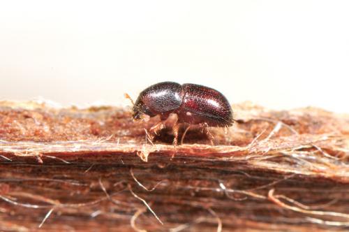 Coccotrypes papuanus (Eggers, 1923) 巴布亞鬃小蠹