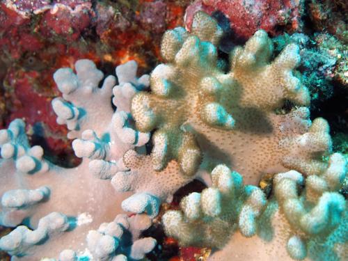 望安指形軟珊瑚