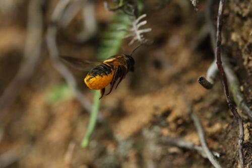 台灣直黃斑蜂