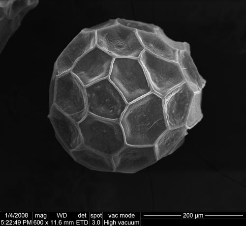 山峰秋海棠–葉片與種子SEM顯微照相