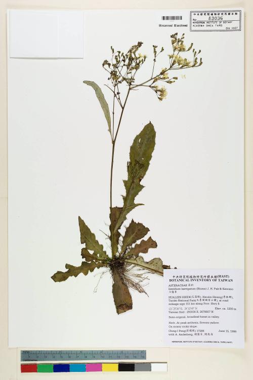 Ixeris laevigata (Blume) Schultz-Bip. ex Maxim var. oldhami (Maxim.) Kitam._標本_BRCM 7522