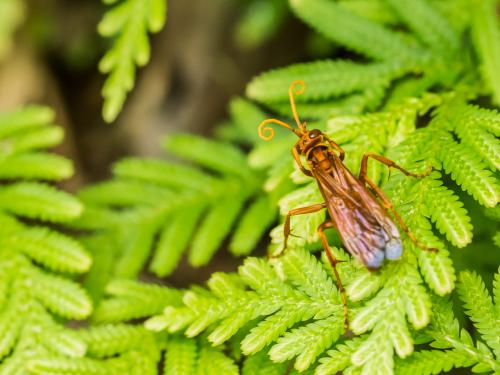 Batozonellus annulatus_003.jpg