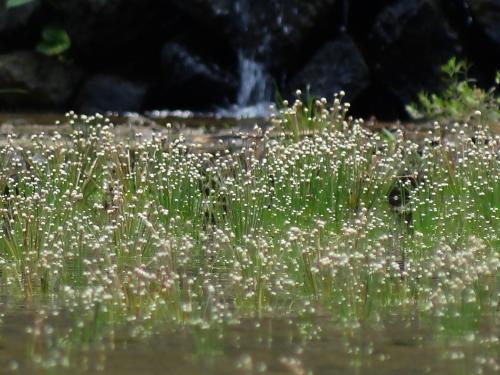 小穀精草