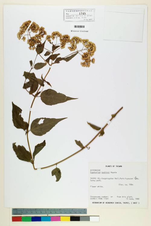 Eupatorium tashiroi Hayata_標本_BRCM 5717