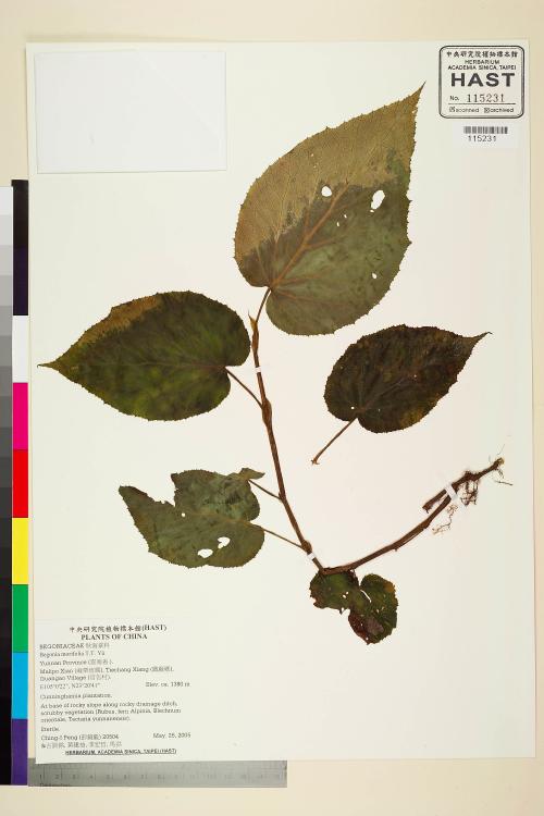 Begonia morifolia標本_BRCM 2101