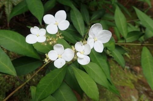 華八仙(華南分布)