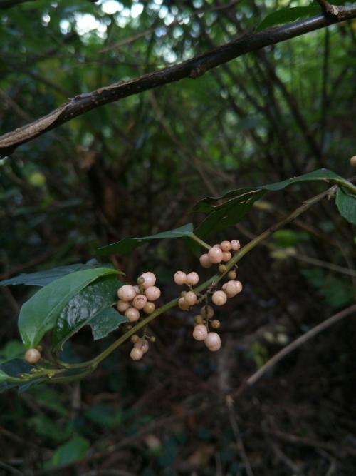 臺灣山桂花