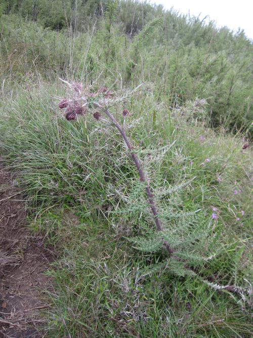 阿里山薊