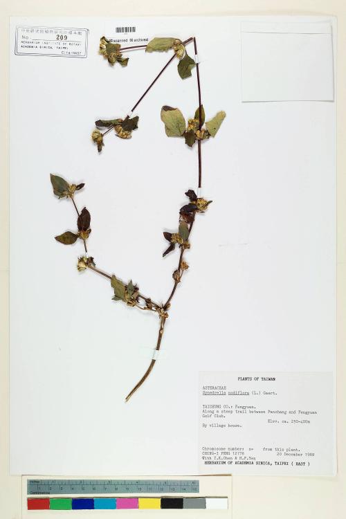 Synedrella nodiflora (L.) Gaertn._標本_BRCM 7189