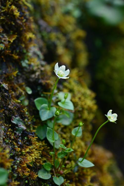 梅花草