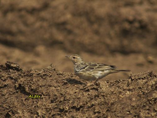 20090725_380419_Red-throated_Pipit_1417.jpg