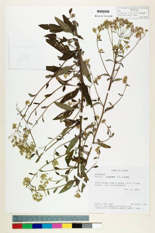 Vernonia cinerea (L.) Less._標本_BRCM 5147