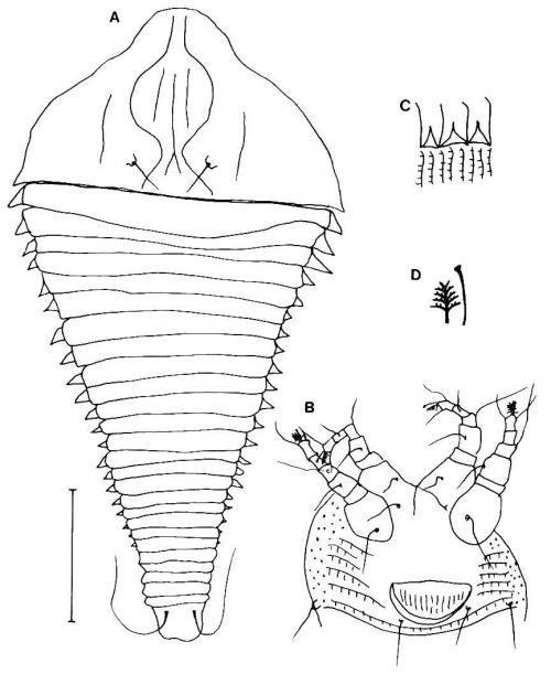 Hemiscolocenus iaculum Huang, 2001