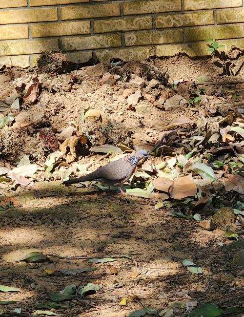 珠頸斑鳩(指名亞種)