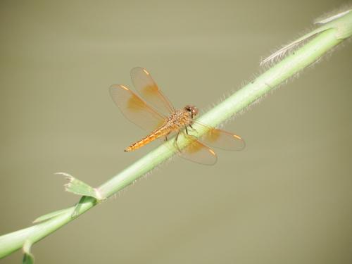 黃翅蜻  (褐斑蜻蜓)