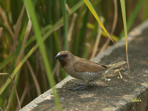 20090804_380426_Munia_DSC_8877.jpg