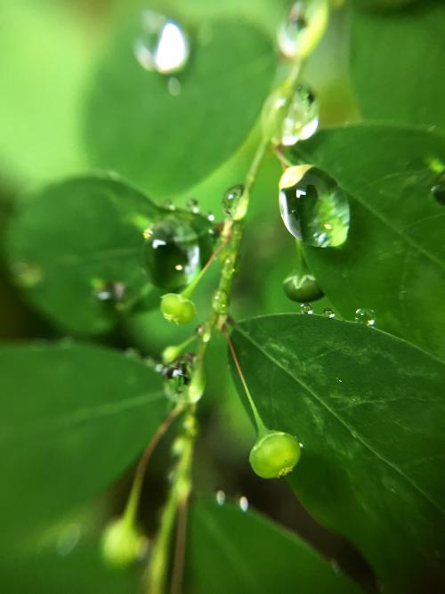 五蕊油柑