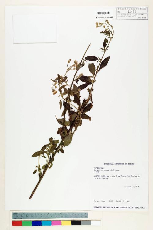 Vernonia cinerea (L.) Less._標本_BRCM 5092