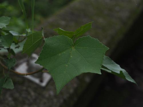 山芙蓉