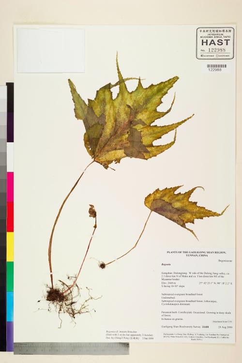 Begonia imitans標本_BRCM 2391