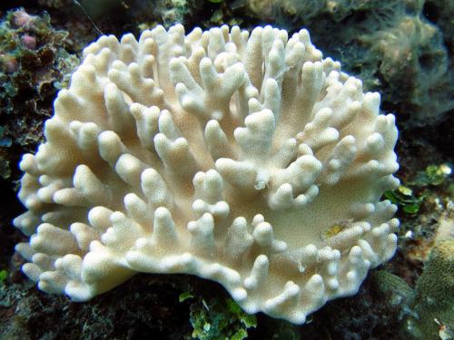 南方小枝軟珊瑚;南方芽軟珊瑚