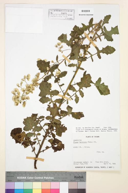 Blumea laciniata (Roxb.) DC._標本_BRCM 3729