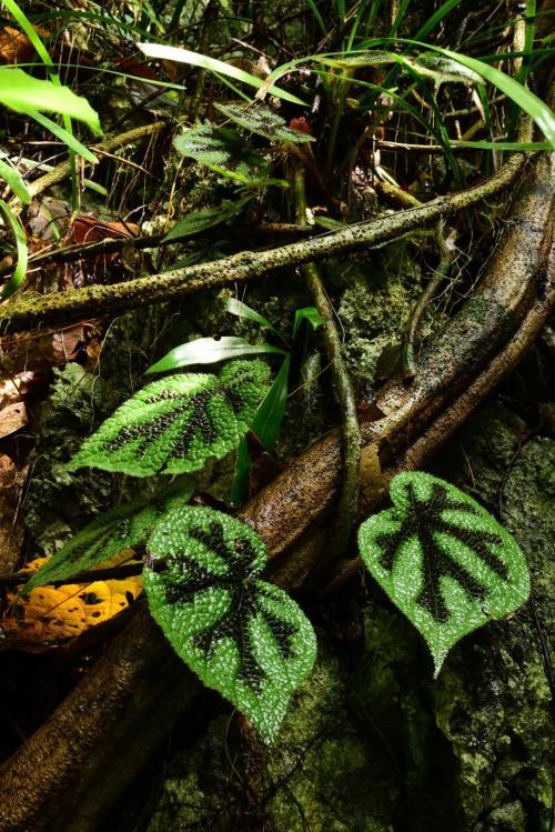 鐵十字秋海棠 (Begonia masoniana Irmsch.)