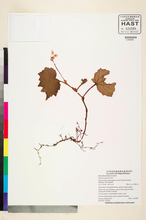 Begonia mearnsii標本_BRCM 2268