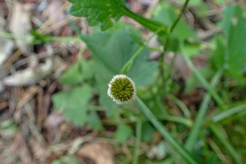 矮菊