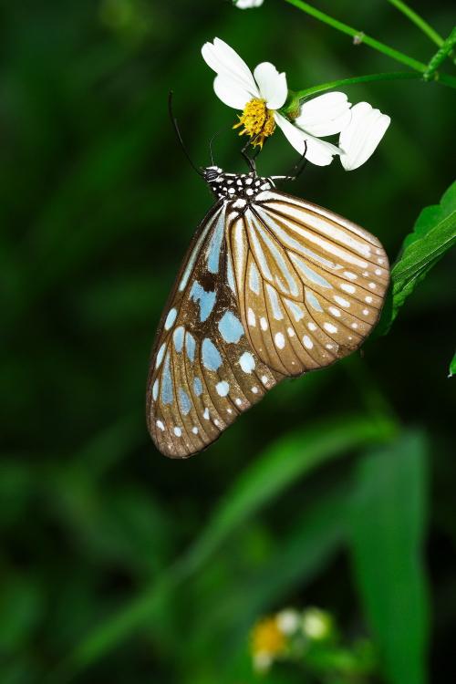 20091001_347124_Ideopsis similis_a.jpg