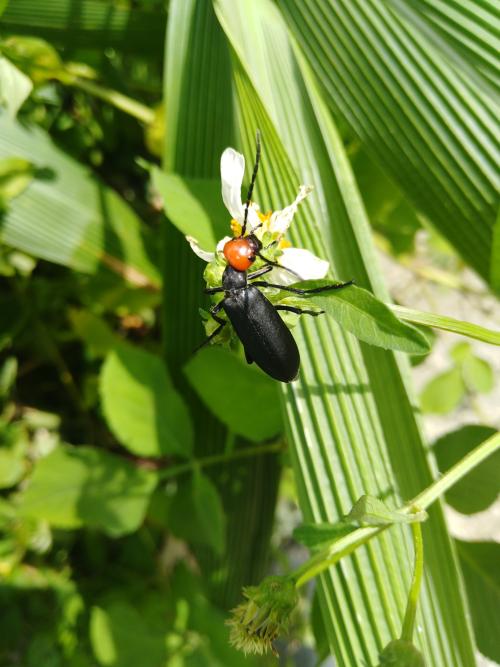 豆芫菁