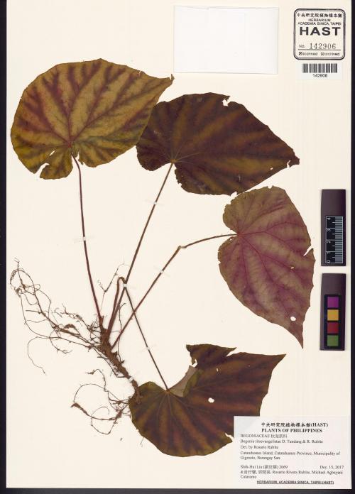 Begonia titoevangelistae標本_BRCM 2950