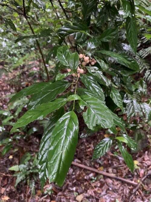 臺灣山桂花