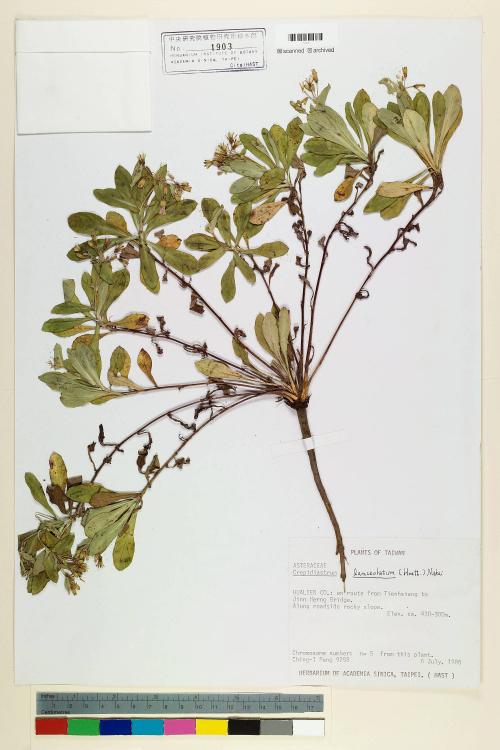 Crepidiastrum lanceolatum (Houtt.) Nakai_標本_BRCM 6820