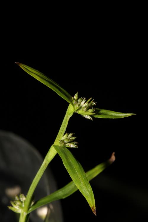 裂穎茅-Cyperaceae莎草科-裂穎茅屬-Diplacrum caricinum-單子葉-IMG_4589