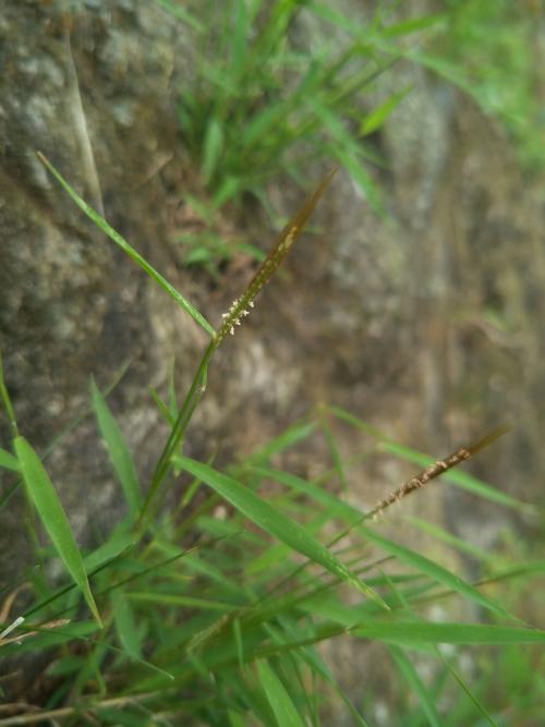 金絲草