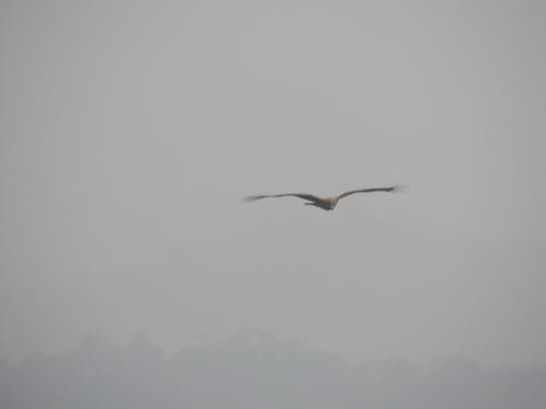 黑鳶