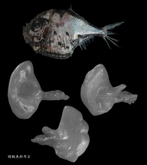 褶胸魚科耳石標本