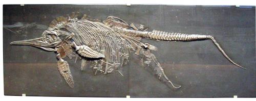 大眼魚龍化石